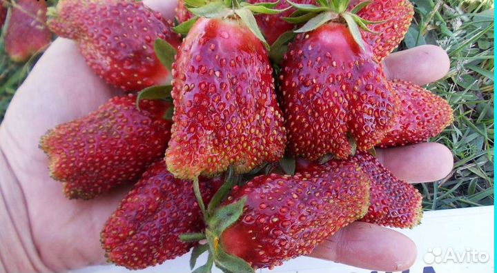 Рассада клубники Азия, Альбион, Купчиха