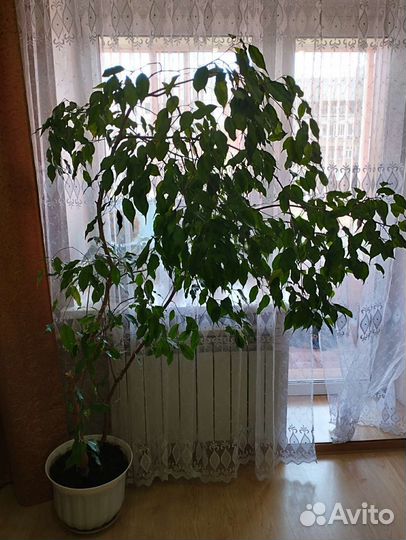 Бенджамина