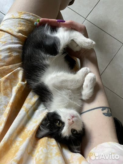 Котенок Чепуха в добрые руки