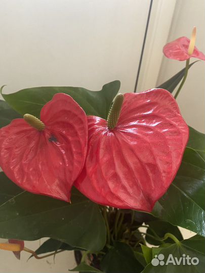 Антуриум Кентуки