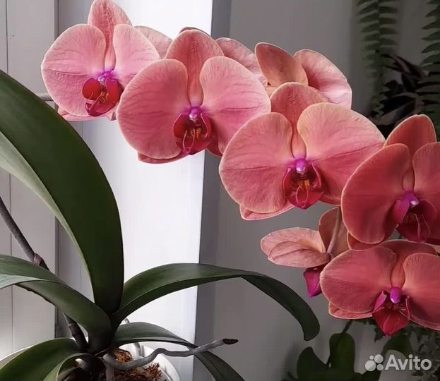 Орхидея Азиан Коралл