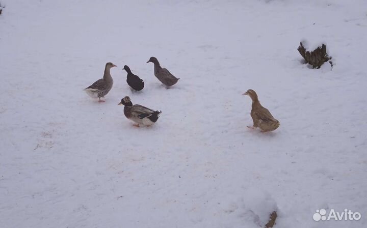 Цесарки, индюшата