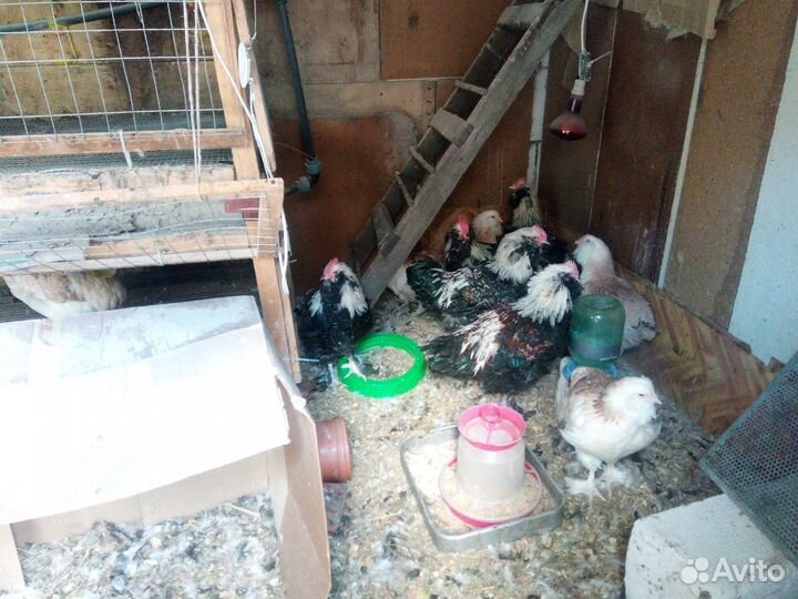 Петухи Билефельдер Фавероль Маран Брама