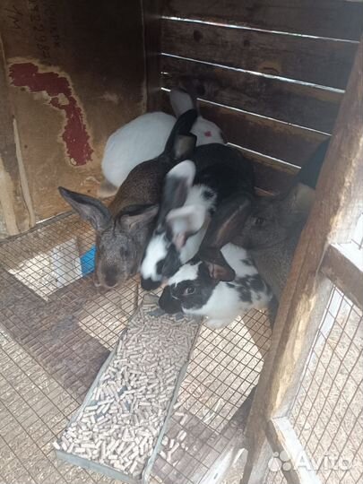 Продам кроликов