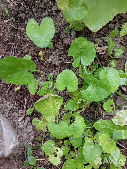 Мальва рассада самосевом