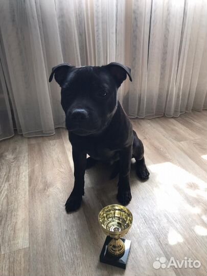 Вязка. Стаффордширский бультерьер. Стаффи