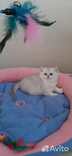 Котята шотландские