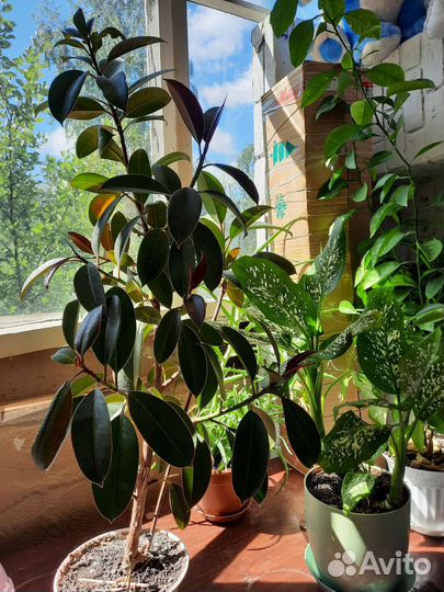 Комнатные цветы