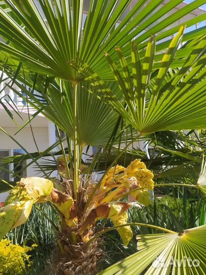 Семена пальмы веерной