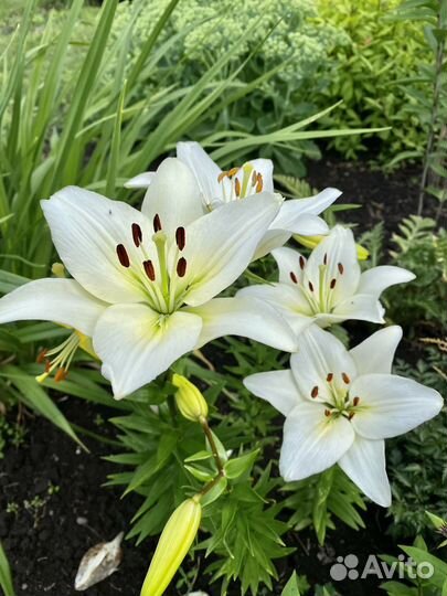 Лилия белая. Гибридная. Луковицы