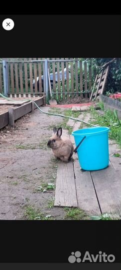 Декоративные кролики