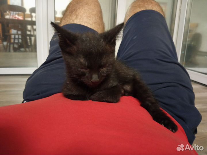 Черный котенок в добрые руки