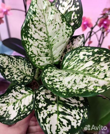 Аглаонема Ivory Jade