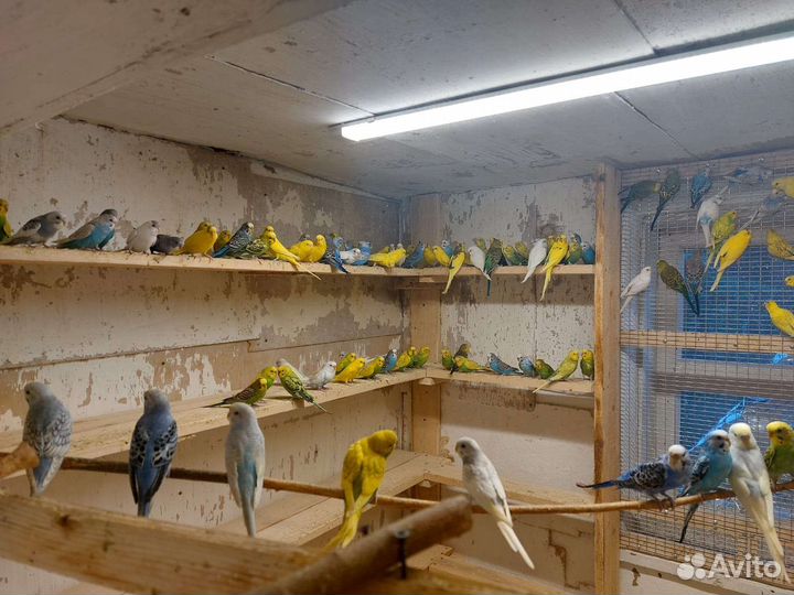 Волнистый попугай