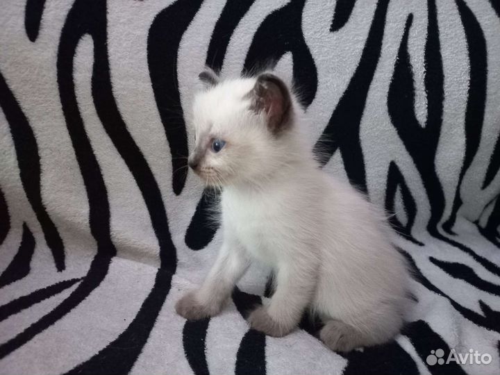 Отдам милую кошечку