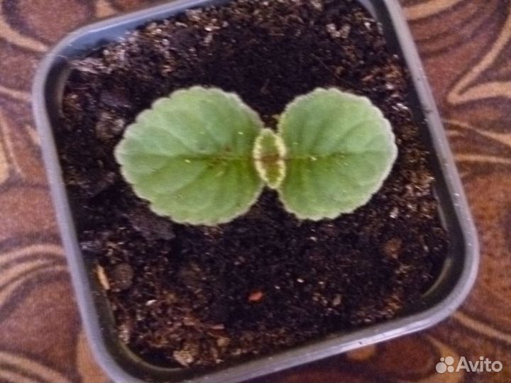 Глоксиния махровая