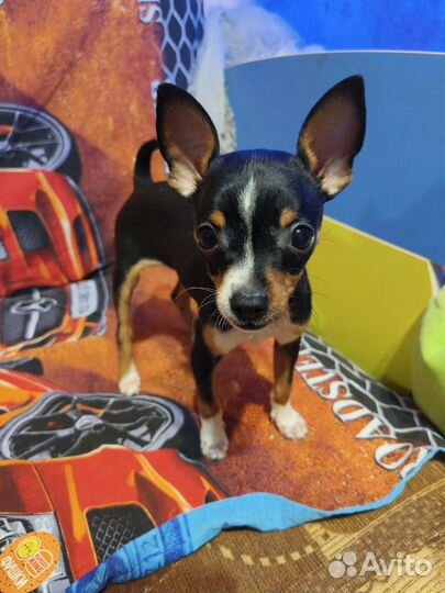 Щенок чихуа