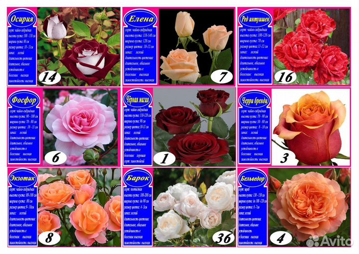 Розы опт розница