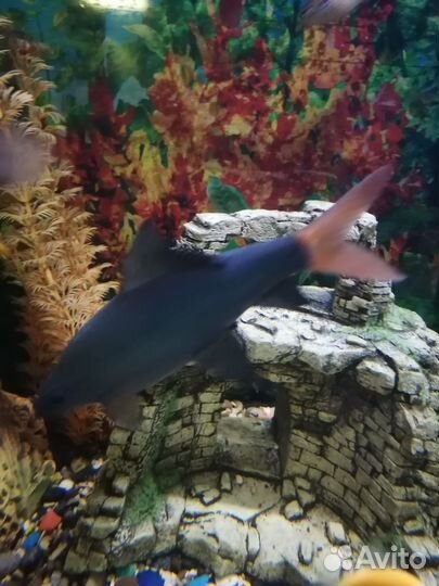 Аквариумные рыбки