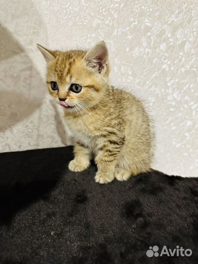 Шотландская