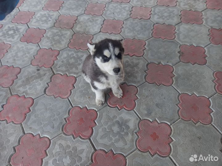Щенки сибирской хаски