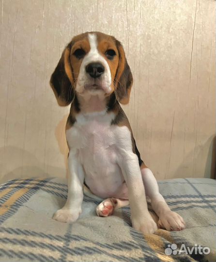 Щенки бигль