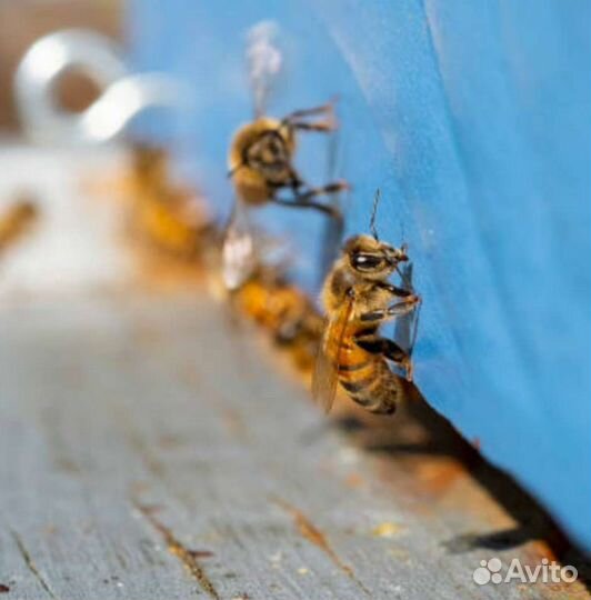 Матки Карпатка, Карника, Бакфаст F1 -2023