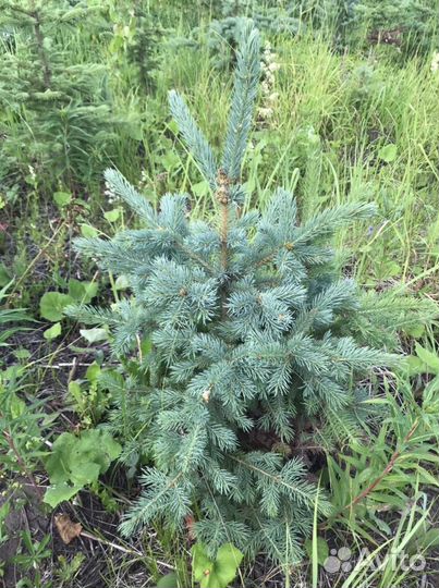 Ель голубая,зеленая