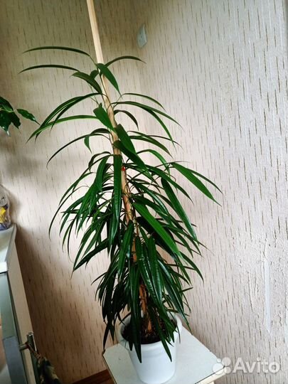 Комнатные цветы. Взрослые растения