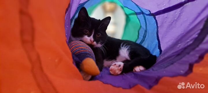 Шикарный кот