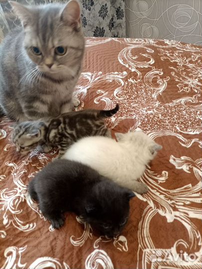Котята в добрые руки бесплатно