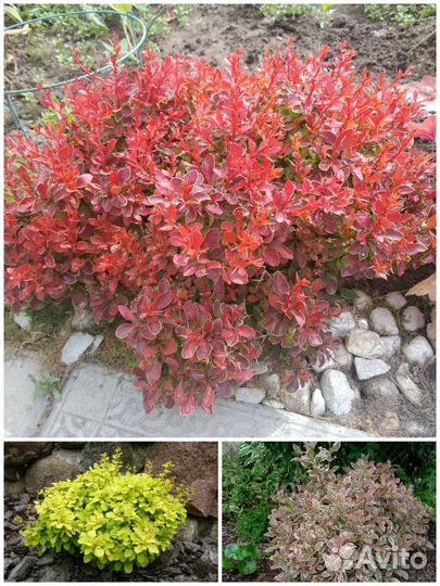 Садовые цветы (многолетники)