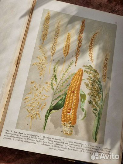 Литографии Ботанический Атлас Монтеверде