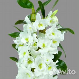 Орхидея дендробиум нобеле, клеродендрум Томпсона