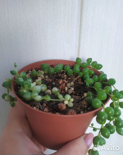 Суккуленты