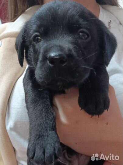 Щенки лабрадора