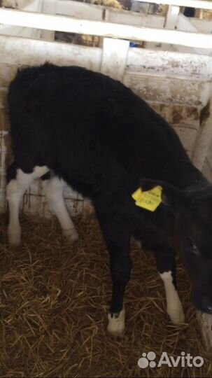 Бычки Холмогоры