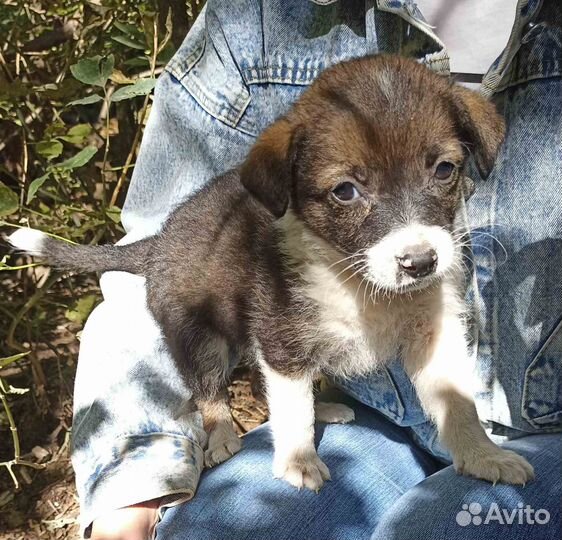 Щенок в добрые руки