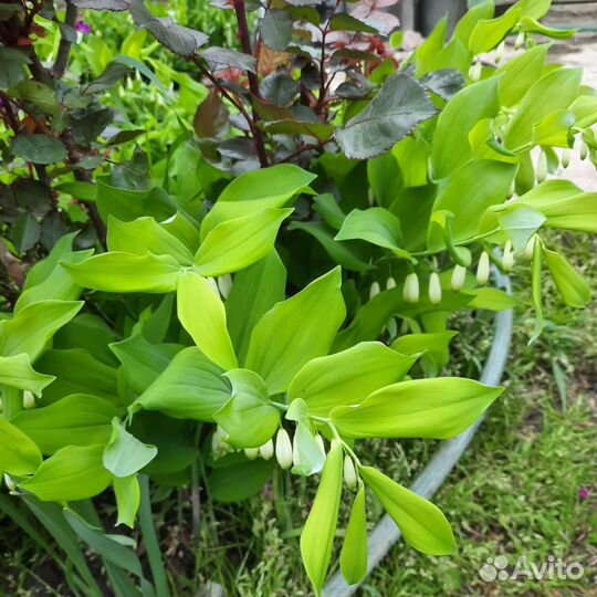 Цветы для посадки