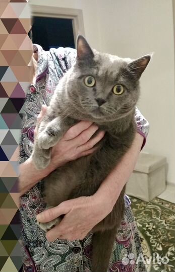 Кот британец в добрые руки