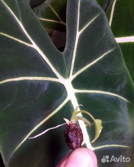 Алоказия детки клубни