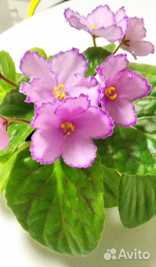 Фиалка. Лист с корешками