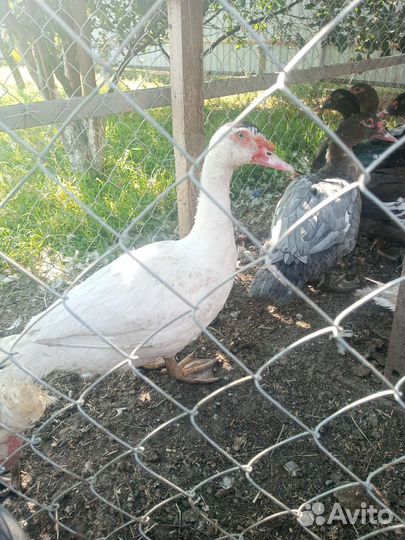 Селезень индоутки