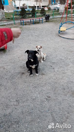 Лина и Боня