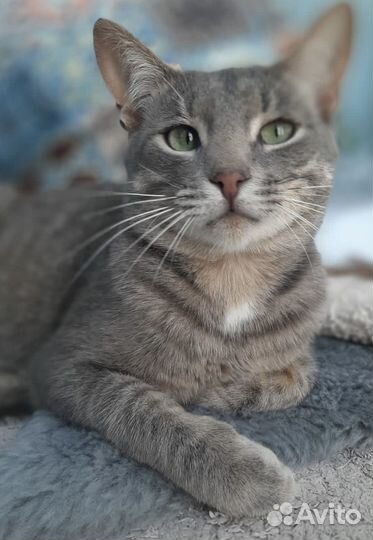 Спасите левку