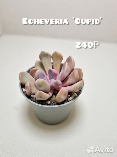 Суккуленты