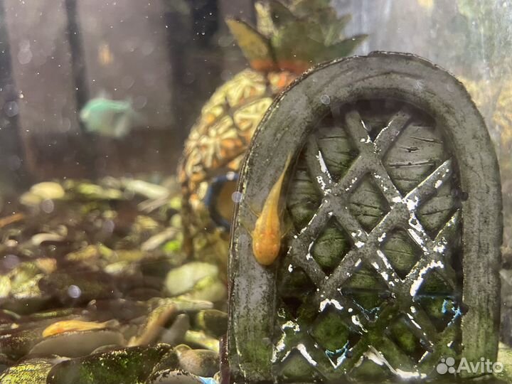 Сомики анциструсы-прилипало