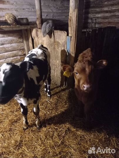 Телята телочки