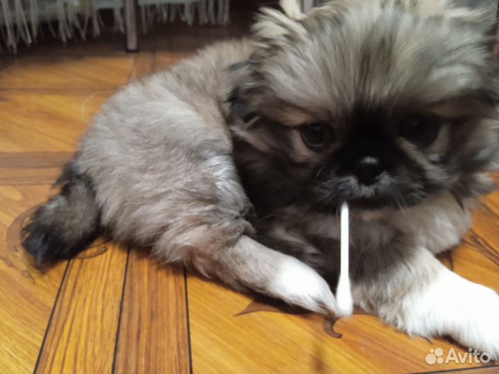 Продаются щенки,породы Пекинес