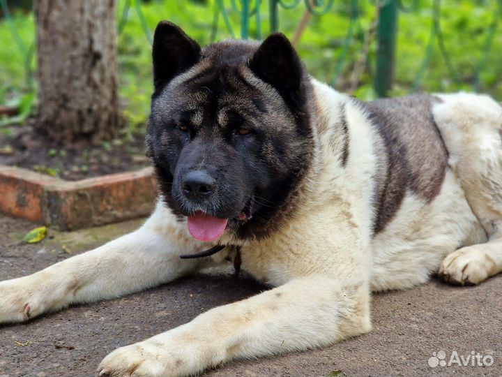 Американская акита вязка